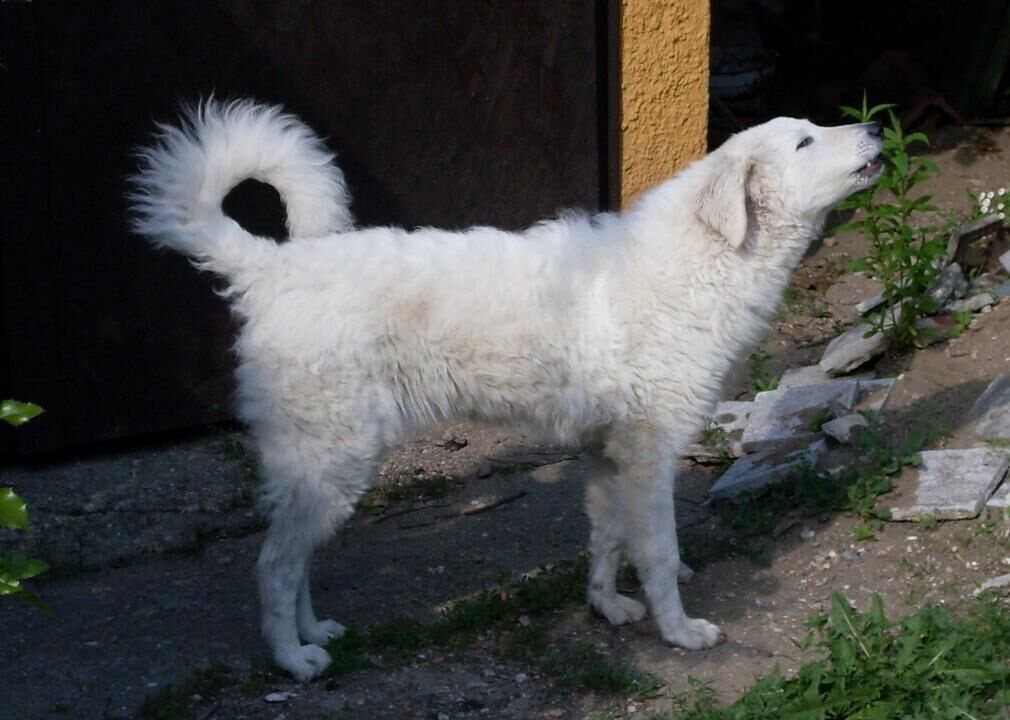 #19. Kuvaszok